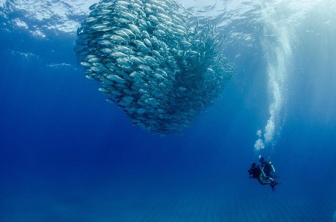 Cabo Pulmo 2 Tank Certified Dive with Lunch - Final Thoughts