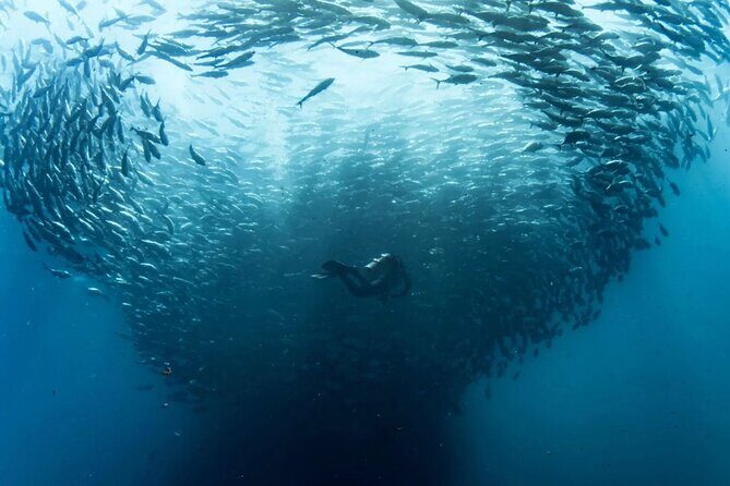 Cabo Pulmo Diving Adventure - An Introduction to the Experience