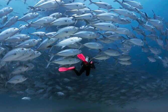 Cabo Pulmo Diving Adventure - Practical Details: What to Expect