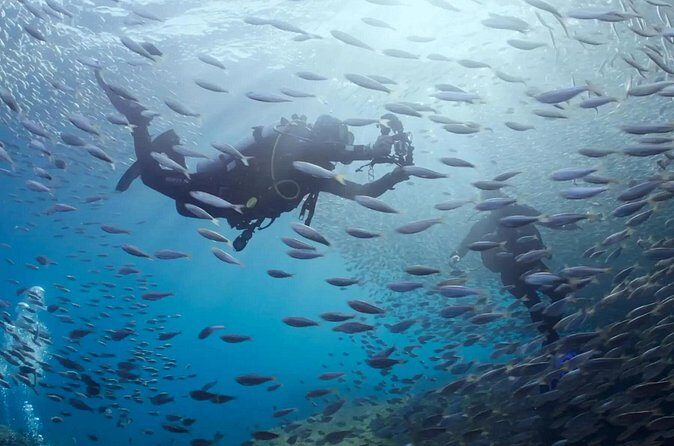 Cabo Pulmo Diving Adventure - Why This Tour Is a Great Choice
