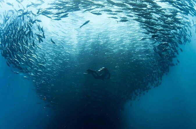 Cabo Pulmo Diving Adventure - Final Thoughts