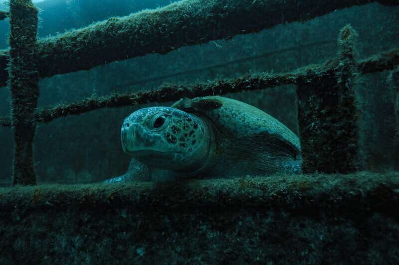 Cabo Pulmo Marine Park: Scuba Diving Excursion - What to Expect on the Cabo Pulmo Marine Park Tour