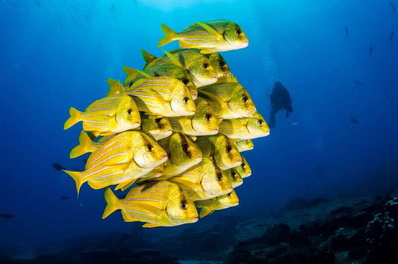 Cabo Pulmo Marine Park: Scuba Diving Excursion - Possible Drawbacks or Considerations