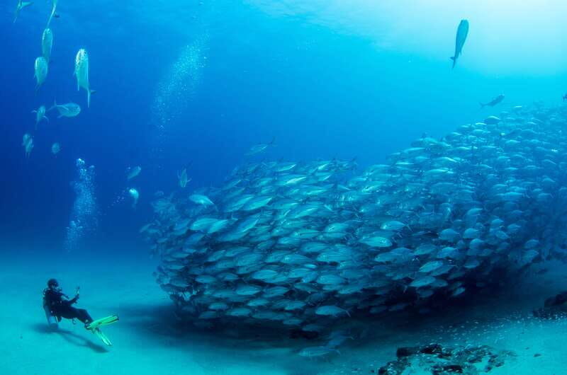Cabo Pulmo Marine Park: Scuba Diving Excursion - FAQ
