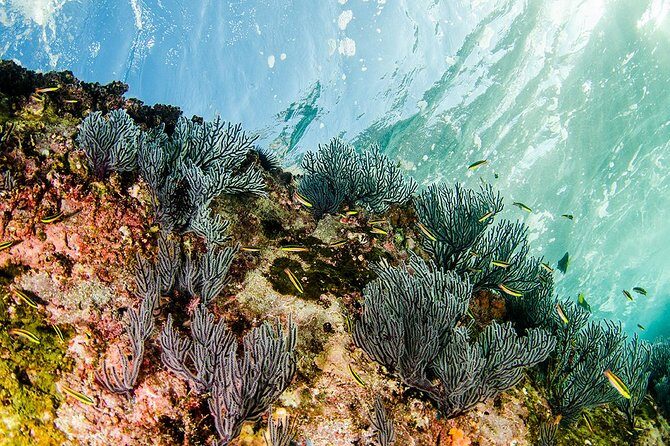Cabo Pulmo National Park Snorkel Expedition from Cabo San Lucas - Is This Tour Worth It?