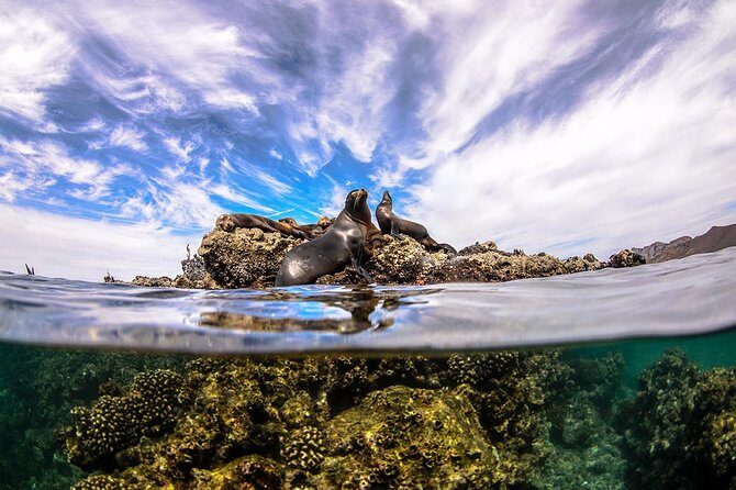 Cabo Pulmo National Park Snorkel Expedition from Cabo San Lucas - FAQs