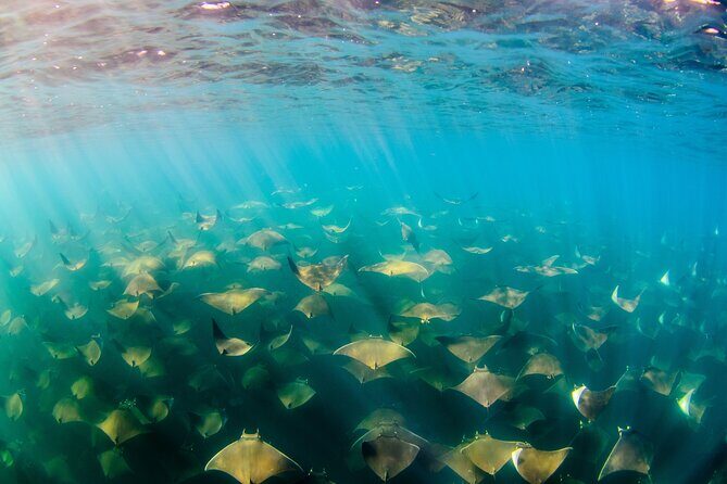 Cabo Pulmo Snorkel Adventure - The Sum Up: Is This Tour Right for You?