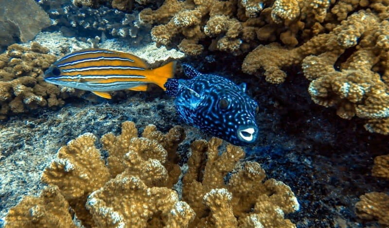 Cabo Pulmo Snorkeling - Why Choose Cabo Pulmo Snorkeling?