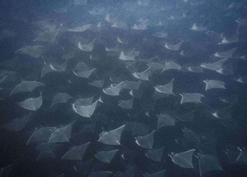 Cabo Pulmo Snorkeling - What To Expect on Your Snorkeling Tour