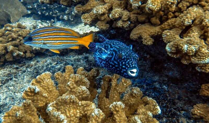 Cabo Pulmo Snorkeling - Authentic Encounters and Highlights