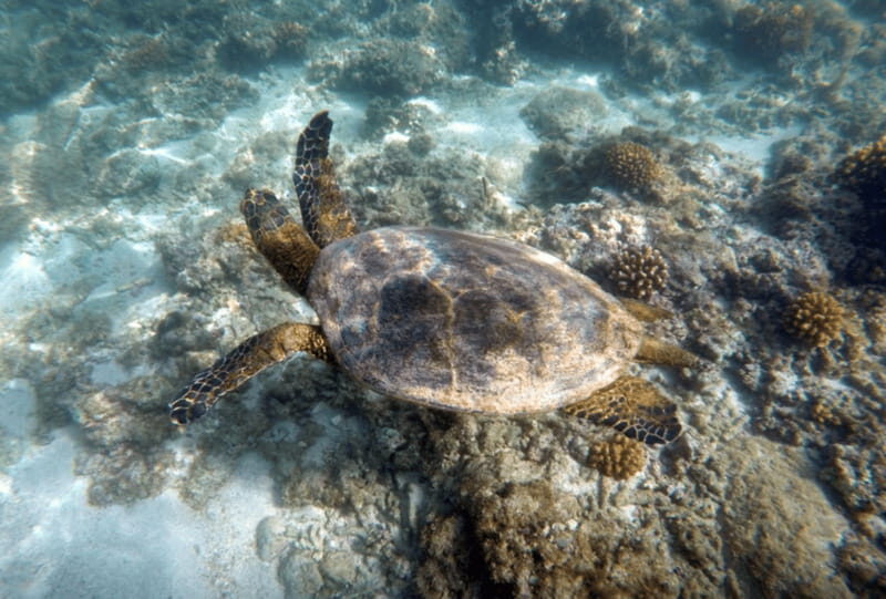 Cabo Pulmo Snorkeling - Practical Details and Tips