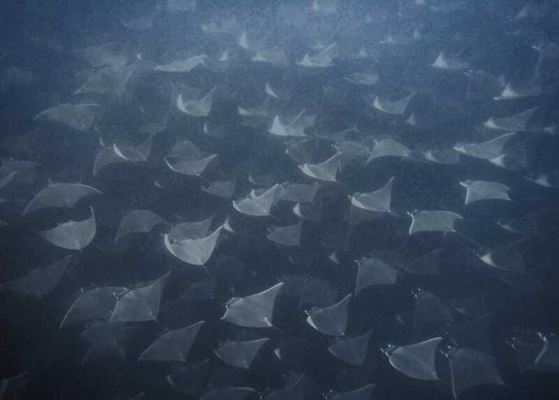 Cabo Pulmo Snorkeling - FAQ
