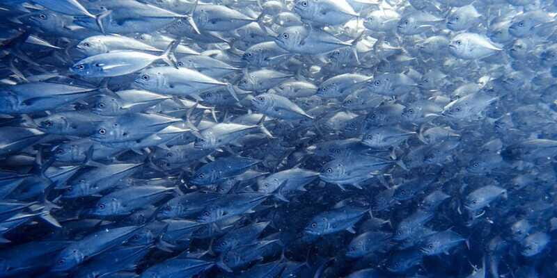 Cabo Pulmo Snorkeling - Final Words