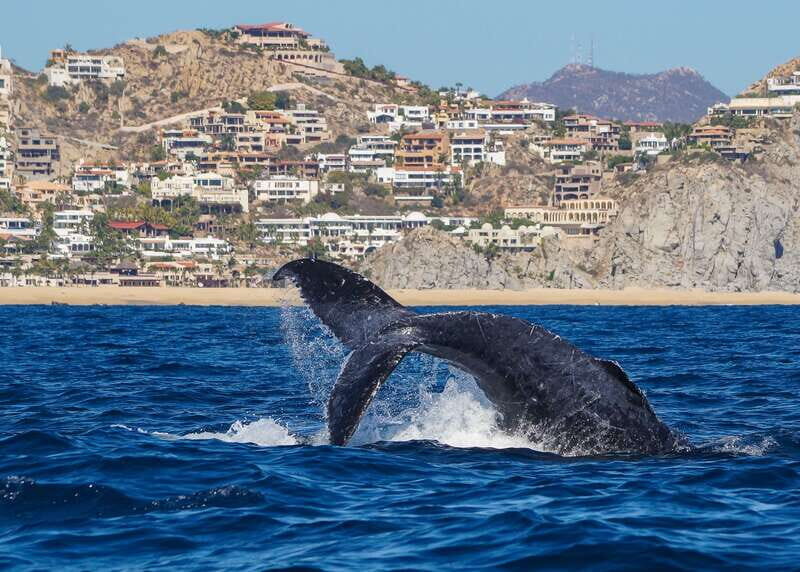 Cabo San Lucas: 2.5-Hour Whale Watching Tour - Who Will Love This Tour?