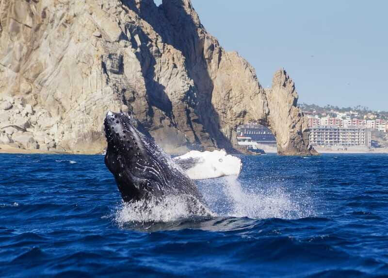 Cabo San Lucas: 2.5-Hour Whale Watching Tour - FAQ