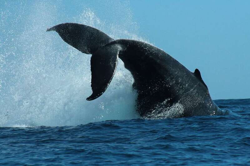 Cabo San Lucas: 2-Hour Whale Watching Adventure - Key Points