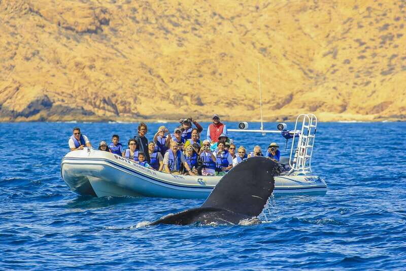 Cabo San Lucas: 2-Hour Whale Watching Adventure - An In-Depth Look at the Whale Watching Tour