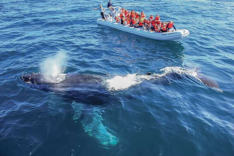 Cabo San Lucas: 2-Hour Whale Watching Adventure - In The Sum Up