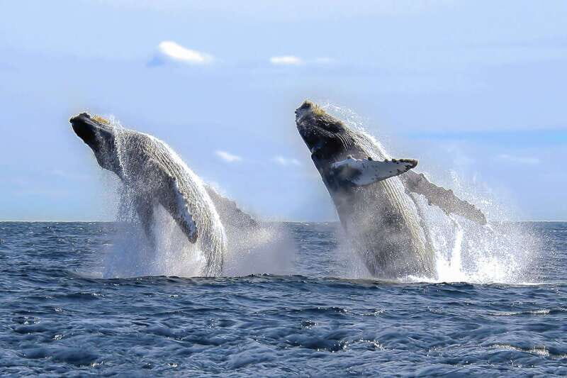Cabo San Lucas: 2-Hour Whale Watching Adventure - FAQs about the Cabo San Lucas Whale Watching Tour