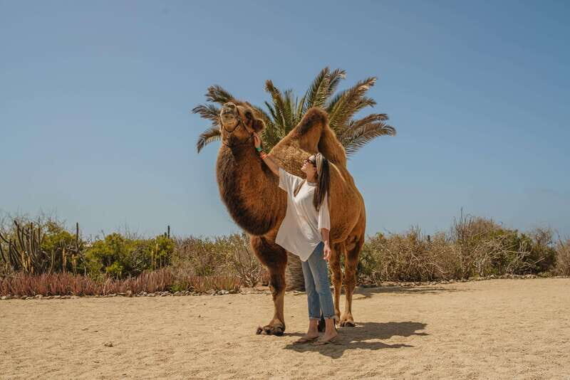 Cabo San Lucas: Camel Safari Tour with Lunch and Tequila - Frequently Asked Questions (FAQs)