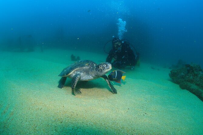 Cabo San Lucas Certified 2 Tank Dive at the Famous Arch and Land's End - The Sum Up: Who Will Love This Tour?