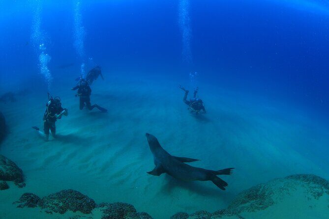 Cabo San Lucas Certified 2 Tank Dive at the Famous Arch and Land's End - Frequently Asked Questions