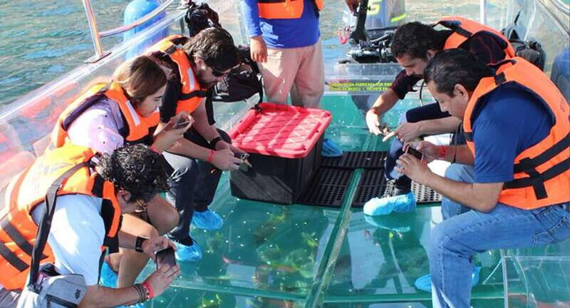 Cabo San Lucas: Glass-Bottom Boat Cruise and Tequila Tasting - The Marine Experience