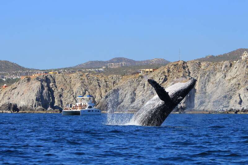 Cabo San Lucas: Luxury Catamaran Whale Watching Experience - Why This Tour Offers Great Value