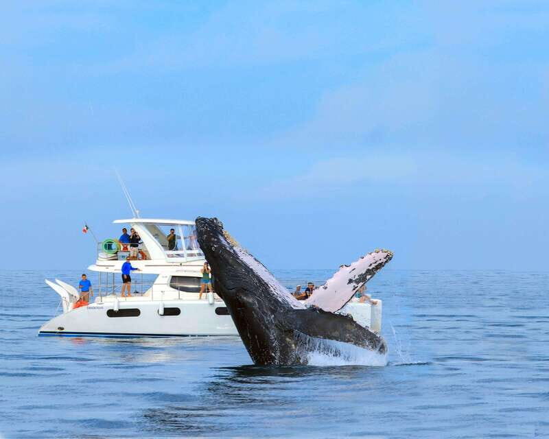 Cabo San Lucas: Luxury Catamaran Whale Watching Experience - FAQ