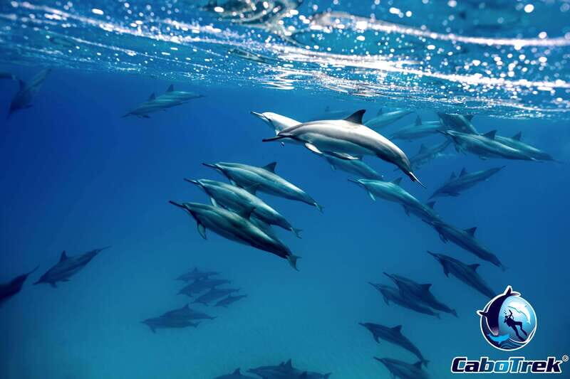 Cabo San Lucas Private and Shared Snorkeling Tour - What to Expect from the Tour