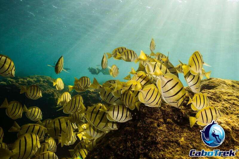 Cabo San Lucas Private and Shared Snorkeling Tour - Who Should Consider This Tour?