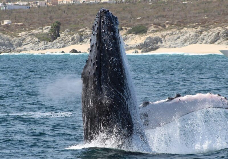 Cabo San Lucas: Private Whale Watching Yacht Excursion - Introduction