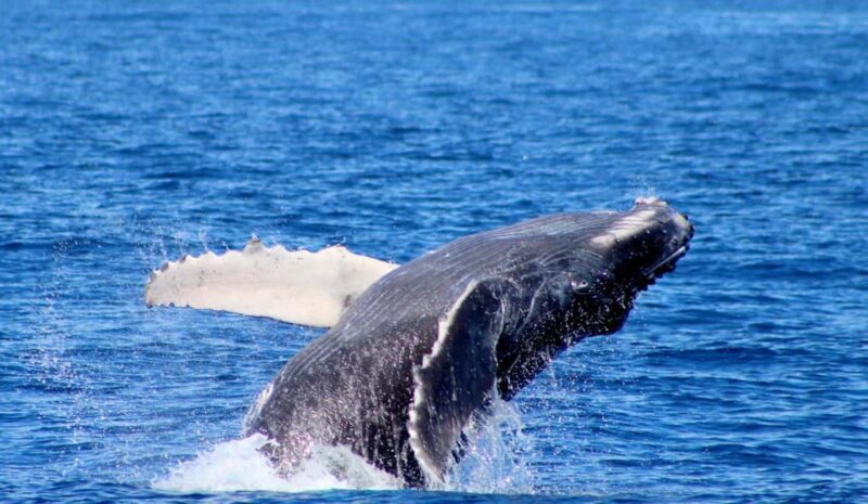 Cabo San Lucas: Private Whale Watching Yacht Excursion - The Value of the Tour