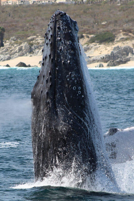 Cabo San Lucas: Private Whale Watching Yacht Excursion - FAQ