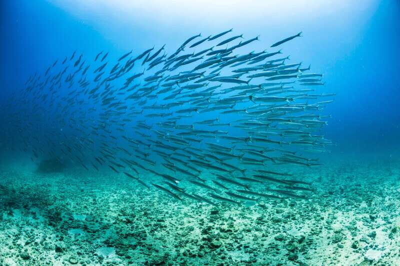 Cabo San Lucas: Snorkel, Lunch and Sail Experience - An Overview of the Experience