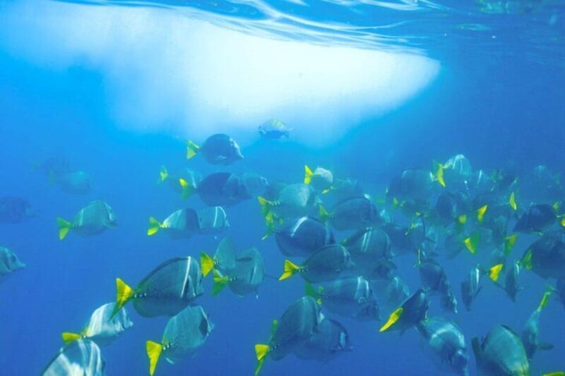 Cabo San Lucas: Snorkeling and Sailing Cruise with Lunch - Who Is This Tour Best For?