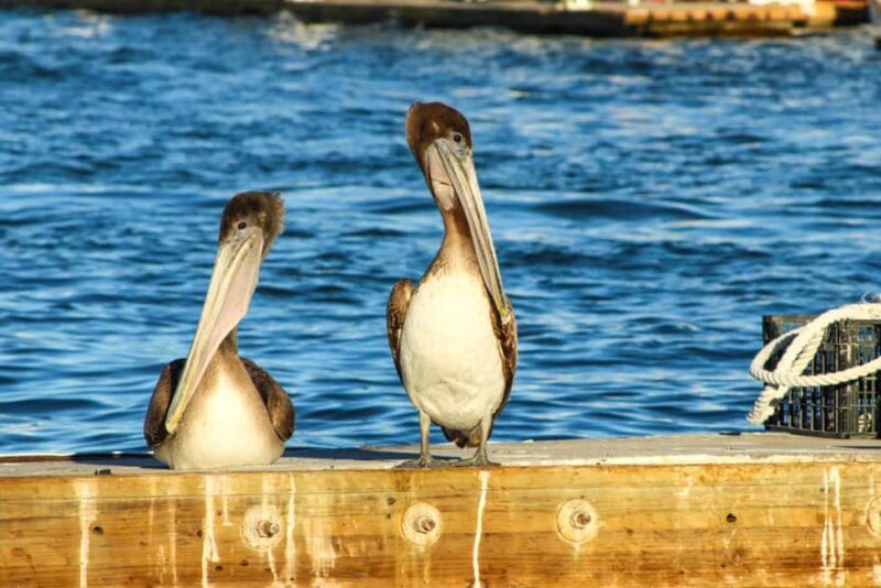 Cabo San Lucas: Sunset Cruise - FAQ