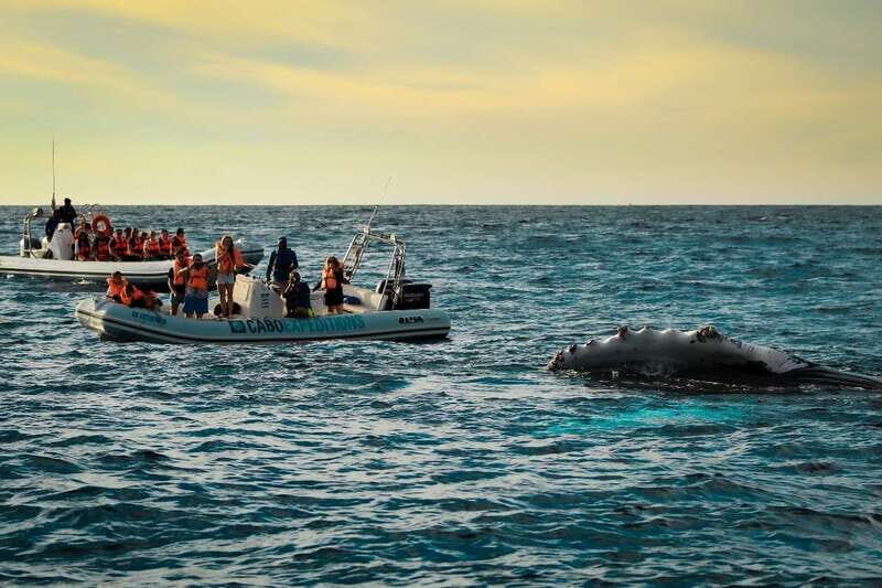 Cabo San Lucas: Up-Close Whale Watching Small-Group Tour - A Closer Look at the Experience