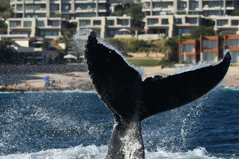 Cabo San Lucas: Up-Close Whale Watching Small-Group Tour - Cost and Value