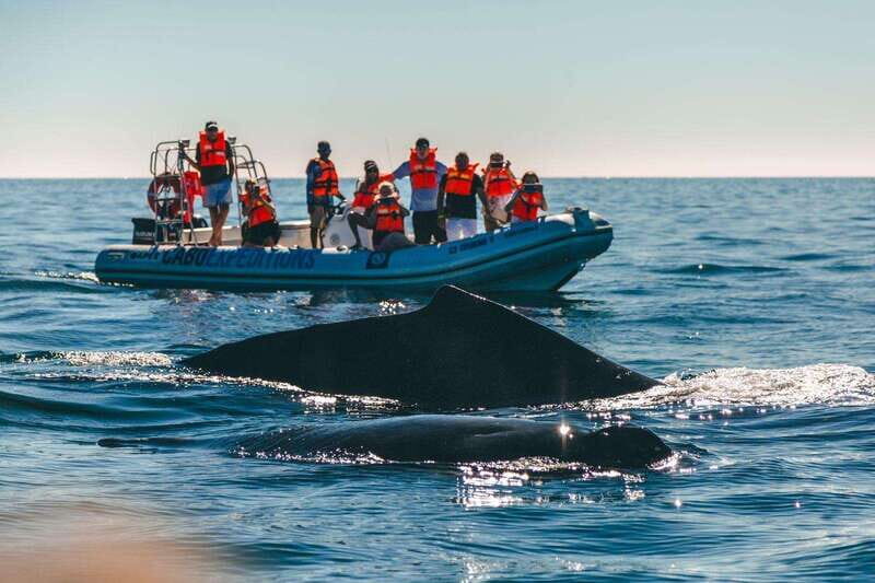Cabo San Lucas: Up-Close Whale Watching Small-Group Tour - Final Thoughts