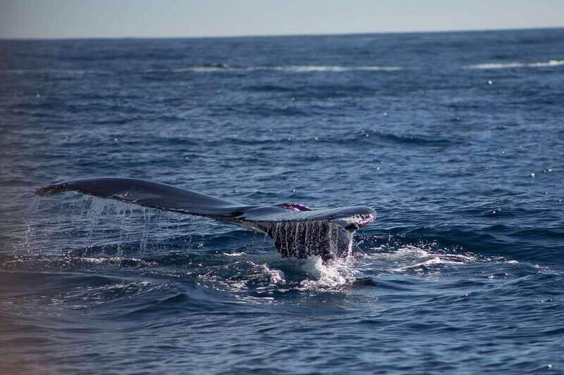 Cabo San Lucas: Whale Watching Breakfast Cruise - Real Guest Feedback—What Travelers Say