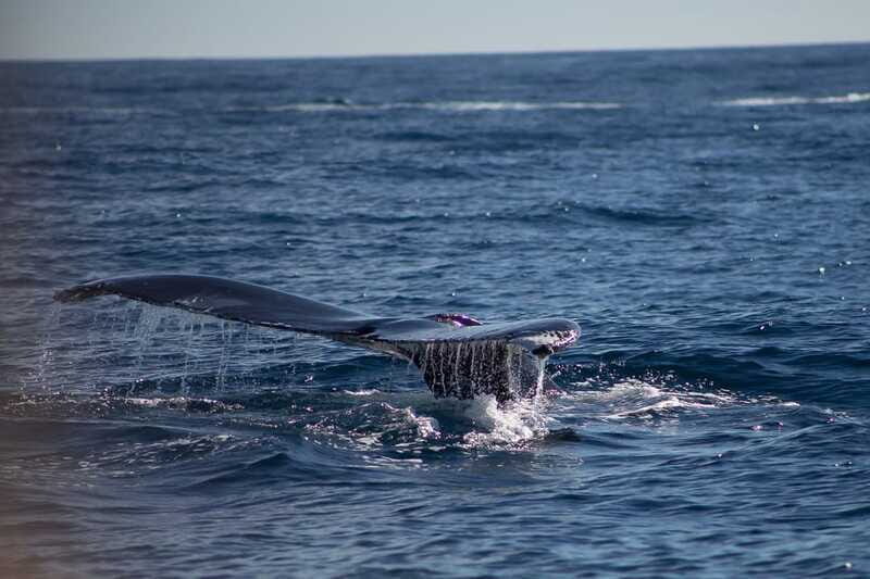 Cabo San Lucas: Whale Watching Breakfast Cruise - Final Thoughts: Who Should Consider This Tour?