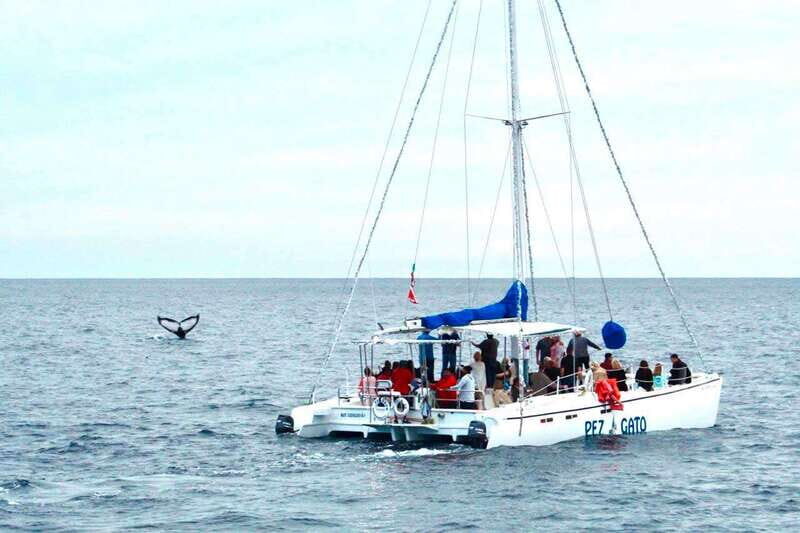 Cabo San Lucas: Whale Watching Catamaran Experience - An In-Depth Look at the Cabo San Lucas Whale Watching Catamaran Tour