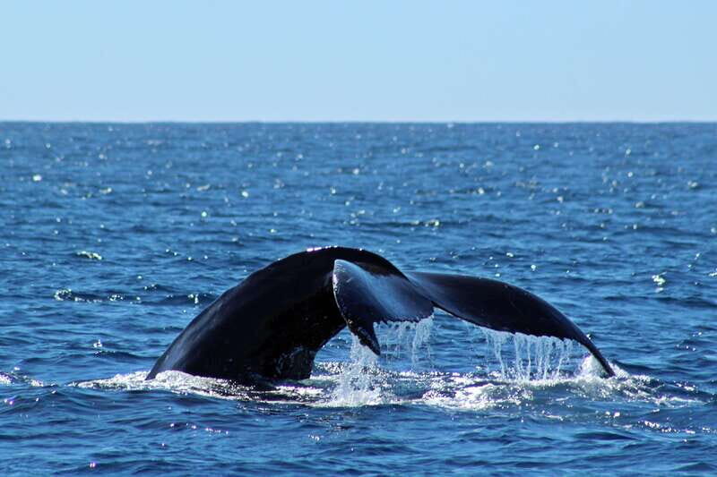 Cabo San Lucas: Whale Watching Experience on Catamaran - An Honest Look at What to Expect