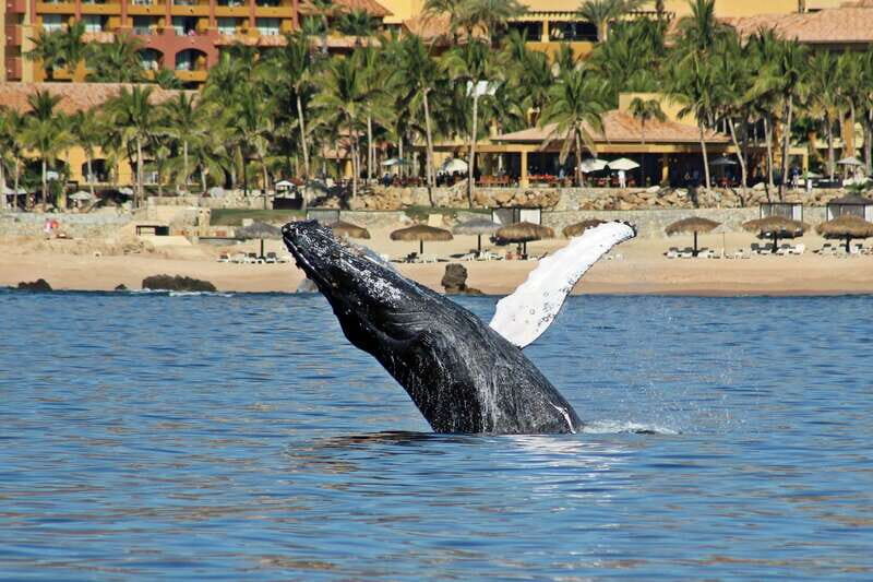 Cabo San Lucas: Whale Watching Experience on Catamaran - The Experience: From the Deck