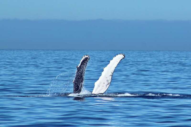 Cabo San Lucas: Whale Watching Experience on Catamaran - The Value and Practicalities