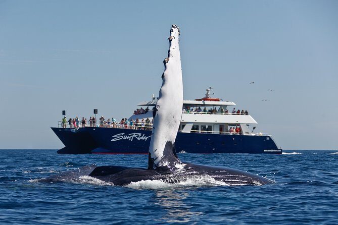 Cabo San Lucas Whale Watching Lunch Cruise - A Deep Dive into the Cabo San Lucas Whale Watching Lunch Cruise