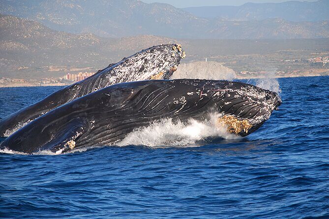 Cabo San Lucas Whale Watching Tour All Included - The Experience in Detail