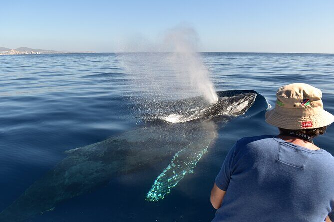 Cabo San Lucas Whale Watching Tour with Photos Included - What Travelers Say About the Guides and Wildlife Sightings