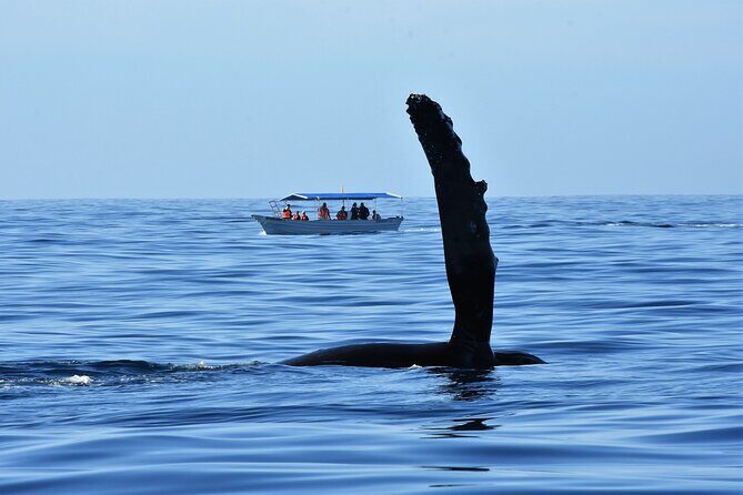 Cabo San Lucas Whale Watching Tour with Photos Included - Pricing and Value Considerations